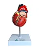 Normal heart anatomical model